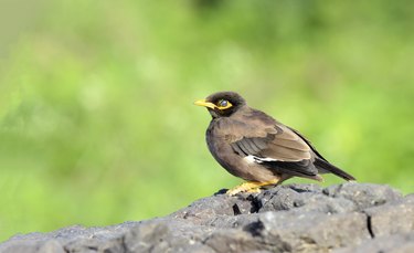 Myna store bird pet