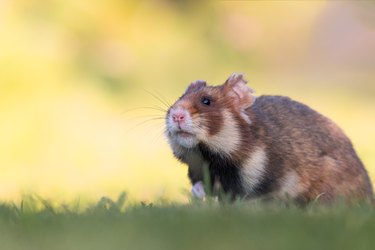 Close up of hamster on grass