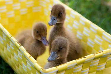 Spring Ducklings