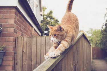 Close-Up Of Ginger Cat On Railing