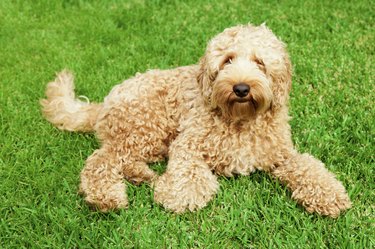 Poodle golden lab store mix