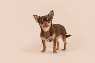 Portrait Of Dog Against Colored Background