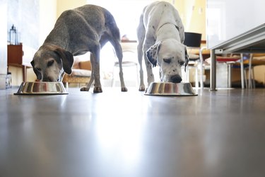 Two dogs at home eating from bowls