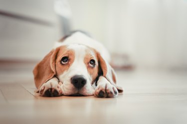 what are the symptoms of a kidney infection in a dog