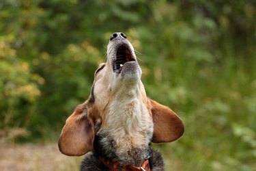 Howling Beagle