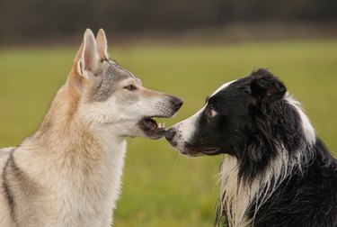 Border Collie and Czechoslovakian wolf dog in communication.