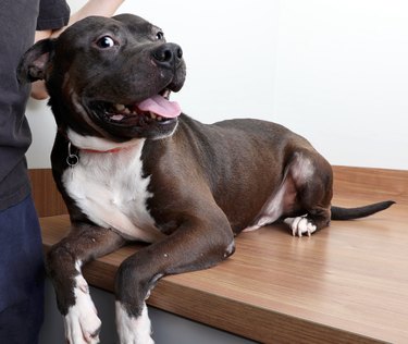 Affectionate, smiling Pit Bull Terrier in animal shelter hoping to be adopted