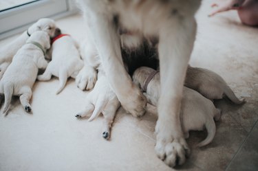 Mother Golden Retriever with Puppies