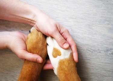 Dalmatian dog paw with a spot in the form of heart and human hand close up