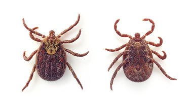 Ixodid tick on back and stomach on white background