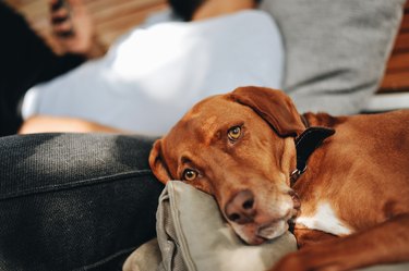 Beautiful Vizsla dog looking at the camera