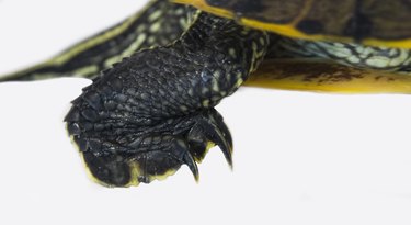 Red Eared Slider Turtle Foot