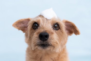 Bathing Norfolk Terrier dog against blue background