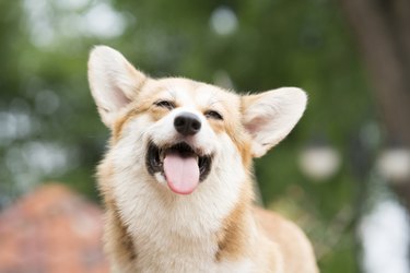 Corgi dog smile and happy in summer sunny day