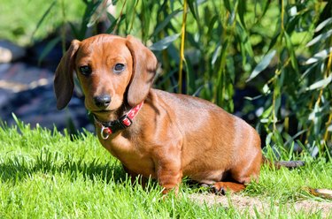 147 Names For Your Dachshund | Cuteness