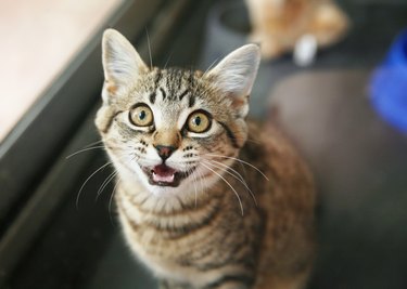 Adorable tabby kitten looking up and meowing