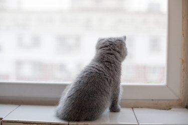 Kitten looking out of window