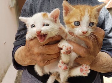 cats newborn face and feet on grandmothers hands happy