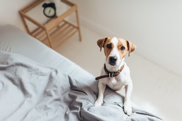 Curious dog on bed looking at camera