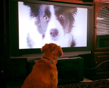 dog watching other dog on TV