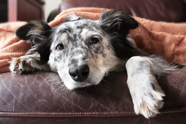 Dog laying under blanket