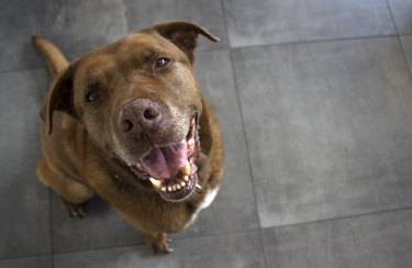 Portrait of cute mixed breed dog looking at camera