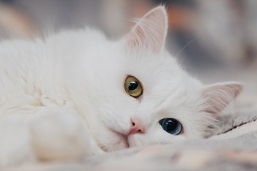 Odd-eyed cat with blue and almond eyes. Heterochromia. Turkish Angora cat lies on a spotty background.