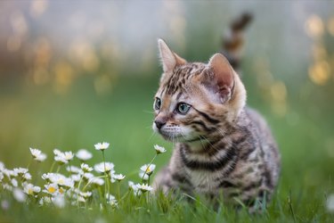 Bengal Kitten in Flower Meadow