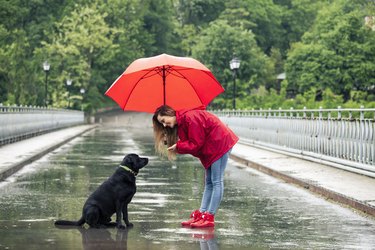 Beautiful girl with umbrella talking to a dog