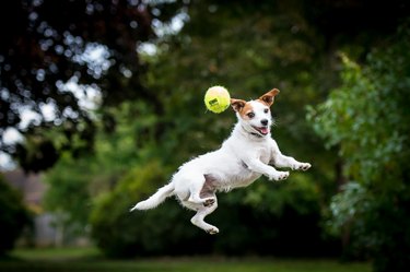 A Jack Russell jumping after a ball