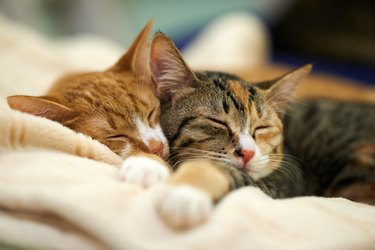 Two Sleeping Kittens lying together on a blanket