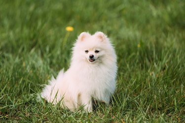 Young Happy White Pomeranian Spitz Sitting In Green Grass
