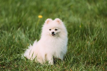 Pomeranian Life Span Info: Your Guide to the Life Span of Pomeranians |  Cuteness