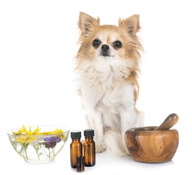 Argan oil 2025 safe for dogs