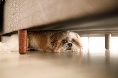 Dog hiding under bed