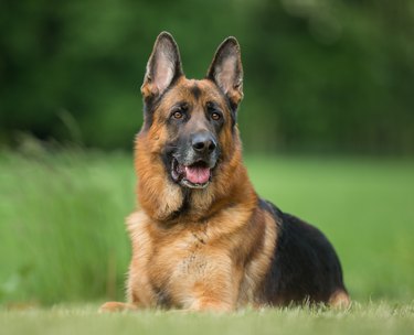 Dog outdoors in nature