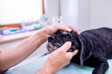 Veterinarian at veteringary clinic examining dog with sore eye.