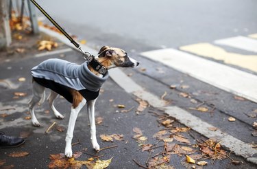 Cold season scene with cute thoughtful whippet puppy dressed in gray sport sweatshirt. Autumn melancholy concept, dull windy weather, city everyday life.