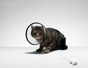 Tabby cat wearing medical collar looking at mouse