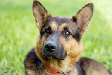 German shepherd hot sale alsatian shepalute