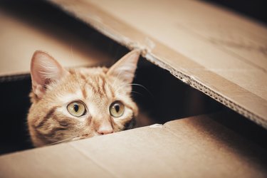 Ginger Cat in the Box