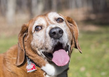 Close Up Head Shot of Senior Mixed Breed Dog with Tongue Out