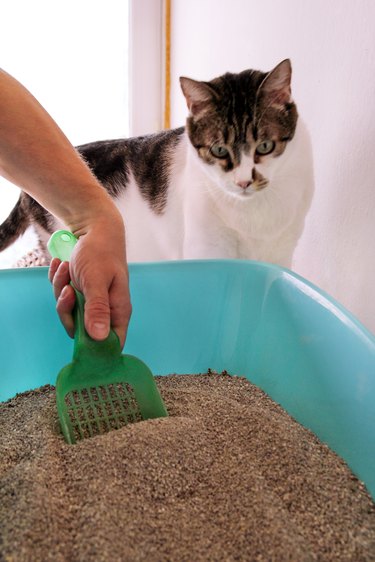 Cleaning cat litter box. Hand is cleaning of cat litter box with green spatula. Toilet cat cleaning sand cat. Man hand and cat litter box. A cat looking at her own poop in the blue litter box.