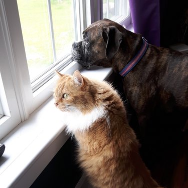 dog and cat looking out the window together