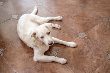 Labrador retriever lies on floor