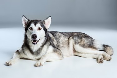 Alaskan Malamute lying down