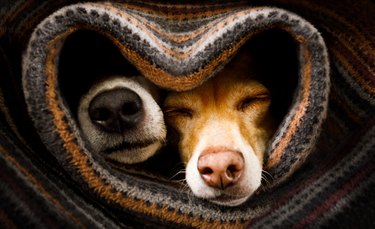 dogs under blanket together with noses sticking out