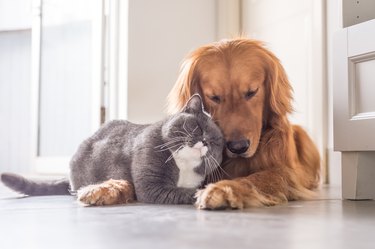 British cat and Golden Retriever