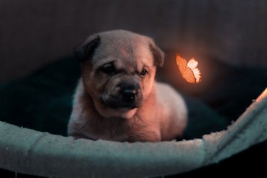 a dog watching a majestic butterfly