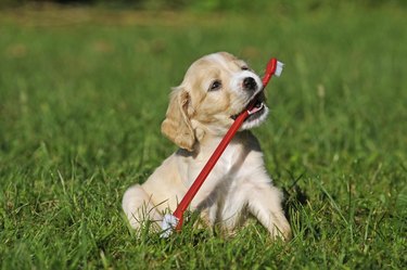 spaniel puppy holding red toothbrush in mouth in the grass